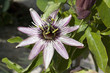 Passionsblume, Passiflora x belotti