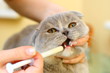 cat doctor
