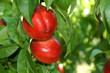 nectarine