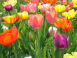 Bunte Tulpen in einem Tulpenbeet