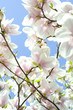 Magnolia
