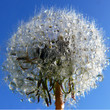 pusteblume