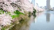 Cherry blossom in Tokyo - HD