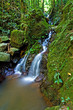 Rainforest, Dorringo Nationalpark, Australia