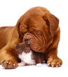 Big dog and small kitten. Big dog and small kitten.