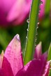Wassertropfen [vert.]