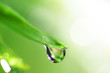 shine water drop shine water drop