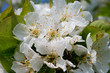 Kirschblüte
