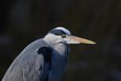 Vögel