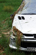 pilote en herbe