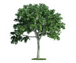 isolated tree on white, Elm (Ulmus)