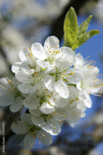Kirschblüte 12
