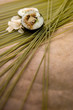 Sushi_Maki