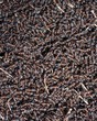 Photo: anthill background anthill background
