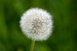 Foto: Junge Pusteblume Junge Pusteblume