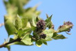 Buds of a lilac beginning to bloom in early spring Buds of a lilac beginning to bloom in early spring