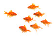 goldfish group leader goldfish group leader
