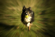 dog in motion