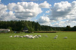 Countryside landscape with goats