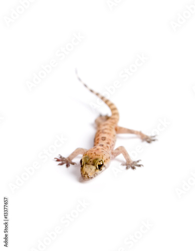 Funky Gecko