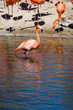 flamingo