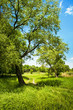 summer landscape