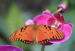 Papillon posé sur une orchidée