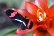Papillon exotique sur une fleur
