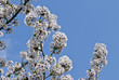 Cherry Blossoms