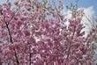 Cherry Blossoms