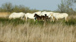 chevaux camaguais chevaux camaguais