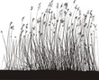 Reeds On White Background, Isolated vector