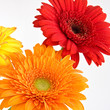 Gerber Daisies