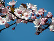 Cherry blossom