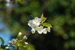 Kirschblüten