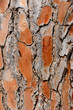 Wood texture