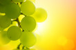 Grapes at sunset Grapes at sunset