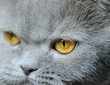 Eyes of a cat