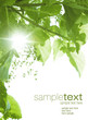 Sun beams and green leaves