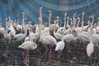 Flamands roses