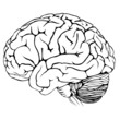 Human brain (vector illustration) Human brain (vector illustration)