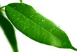 fresh green leaf with one dominant water drop