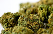 marijuana