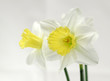 jonquil jonquil