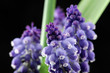 muscari muscari