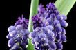 muscari