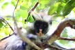 Zanzibar Collobus Monkey