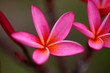 Frangipani plant