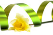 yellow daffodil isolated on a white background yellow daffodil isolated on a white background
