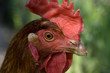 Farm Animals..